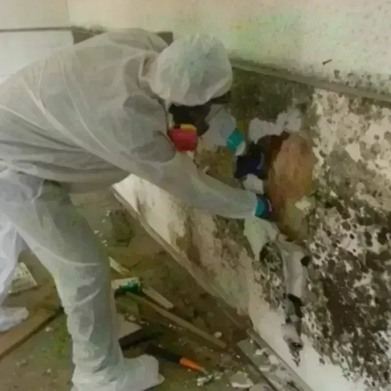 Mold Remediation and Removal in Yuba City, CA